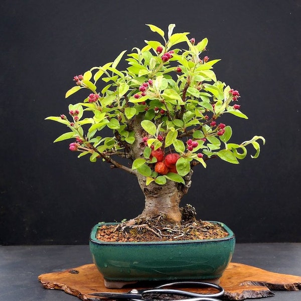 10 Malus sylvestris Samen, Wildapfel, Holzapfel, Buchsbaum, idealer Bonsai