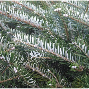 3 Korean Fir Seeds, Abies koreana image 2