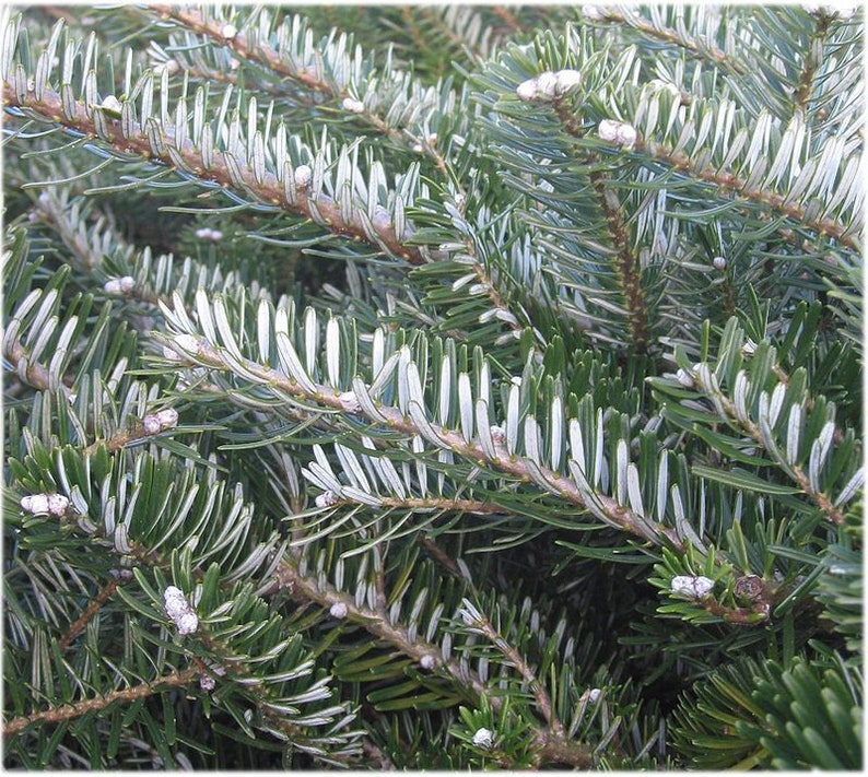 3 Korean Fir Seeds, Abies koreana image 2