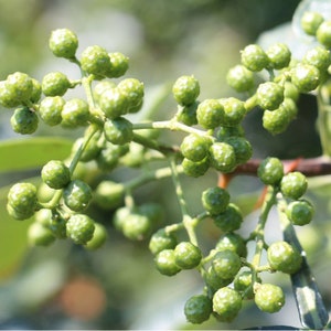 10 Seeds of Szechuan Pepper, Zanthoxylum piperitum