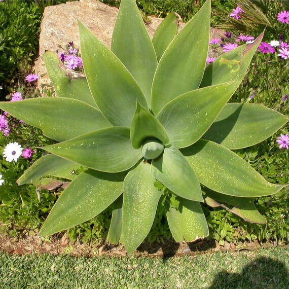 Samen von Agave Attenuata, Schwanenhals, Fuchsschwanz - Etsy sterreich