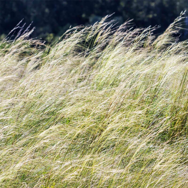 25 Graines de Stipa Capillata