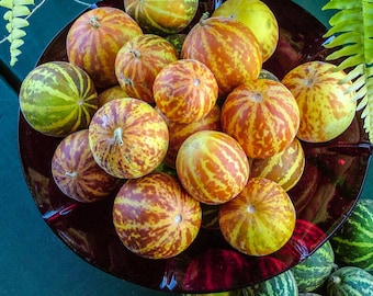 10 Seeds of Cucumis Melo Queen Anne's, Pocket Melon