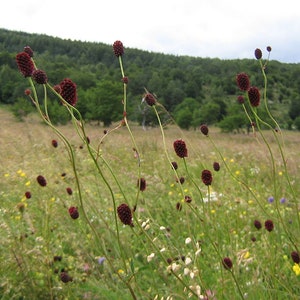 10 Samen von Sanguisorba officinalis, Burnet, Sanguisorba officinale