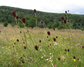 3 Graines de Sanguisorba officinalis, Grande pimprenelle, Sanguisorbe officinale