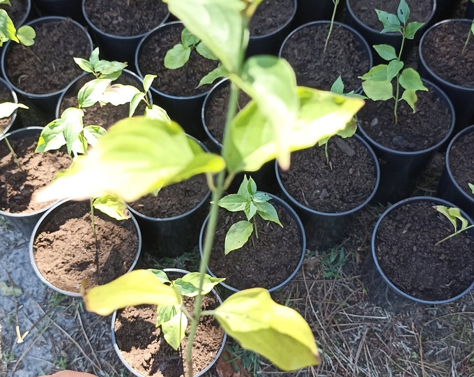 Featured listing image: Male Dogwood Plant, Cornus Mas, Bare Roots