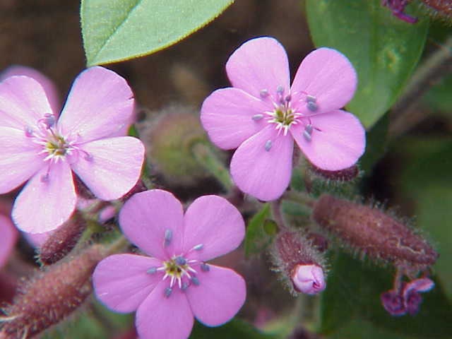 50 Graines de Saponaire Montpellier, Saponaria Ocymoides, Des Rochers, Faux Basilic, Rose