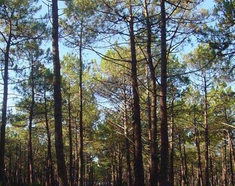 Könnte beinhalten: Ein Weg durch einen dichten Wald aus hohen, schlanken Kiefern mit einem hellblauen Himmel, der durch die Äste sichtbar ist.