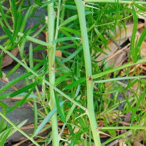 3 Seeds Asparagus aethiopicus, Sprenger's Asparagus, Asparagus aethiopicus