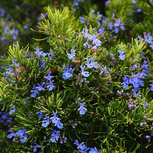 Romarin bio* France (Salvia rosmarinus)