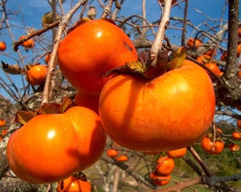 10 Kakisamen, Kaki Diospyros, Japanische Kaki, Caque Feige, Kaki Kaki