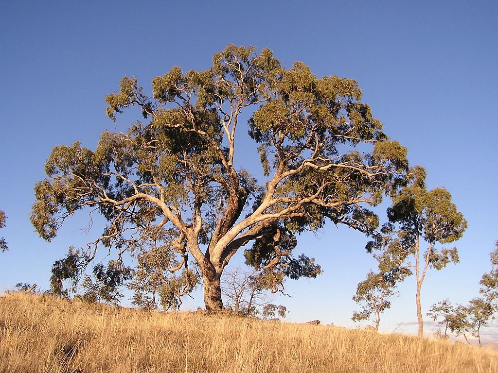 7 Graines Eucalyptus Bridgesiana, Gomme de Pomme, Boite Pomme, Gommier Des Bridges