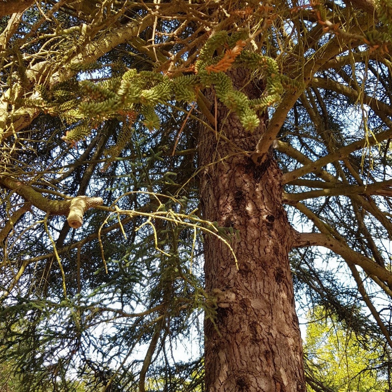 3 Graines de Sapin d'andalousie, Sapin d'espagne, Abies Pinsapo