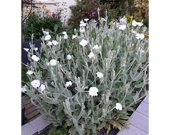 100 semillas de coquelourde de flores blancas Silene coronaria Lychnis coronaria Agrostemma coronaria Coronaria coriacea