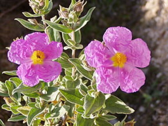 30 Graines de Ciste Cotonneux, Blanc, Blanchâtre, Cistus Albidus