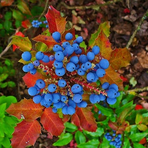 3 Mahonia Aquifolium Seeds, Berberis aquifolium, False Holly Mahonia, Holly Leaf Mahonia image 1