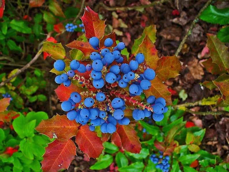 3 Mahonia Aquifolium Seeds, Berberis aquifolium, False Holly Mahonia, Holly Leaf Mahonia image 1