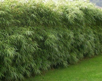 Ernte 2025, Fargesia Angustissima, 25 Samen, nicht-invasive Gartenbambusart  (Pfeilholz). - Etsy.de