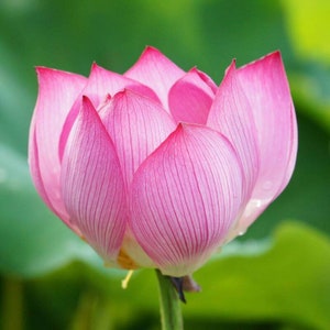 Sacred Lotus Seeds, Nelumbo Nucifera