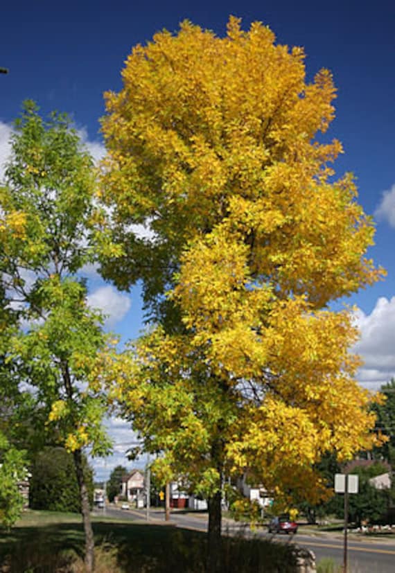 5 Graines de Fraxinus Pennsylvanica Lanceolata, Frêne Rouge, Rouge Pennsylvanie
