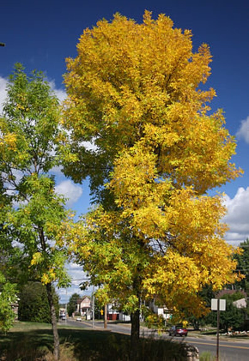 7 Seeds of Fraxinus pennsylvanica lanceolata, Red Ash, Pennsylvania Red Ash image 1