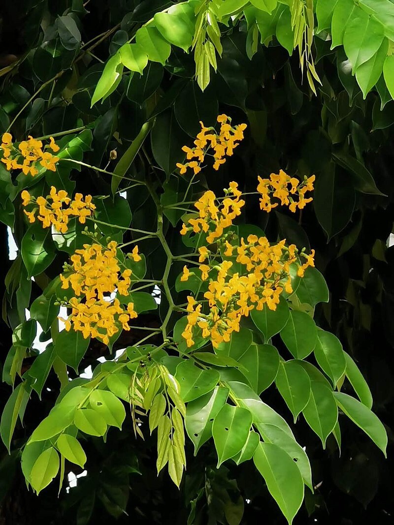 7 Graines Pterocarpus Indicus, Amboine, Bois de Rose Birmanie, Sang-Dragon