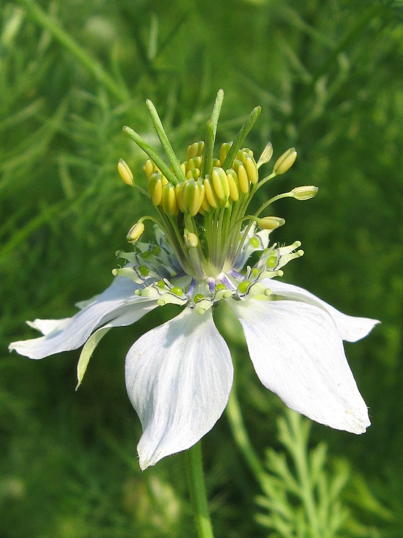 25 Graines de Nigelle Cultivée, Nigella Sativa, Cumin Noir, Herbe Aux Épices, Cheveux Vénus, Barbe D