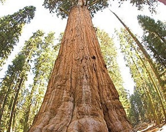 10 Seeds Sequoiadendron Giganteum, Giant Sequoia