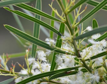 Acacia suaveolens seeds, Mimosa with delicious fragrance