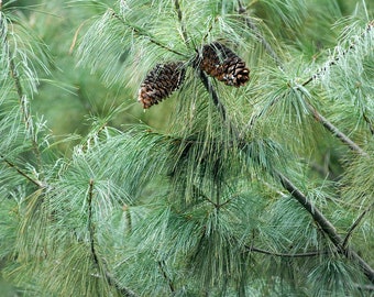 5 Seeds of Armand Pine, Pinus armandii