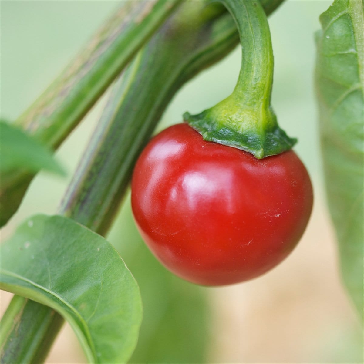 25 Graines de Piment Red Cherry