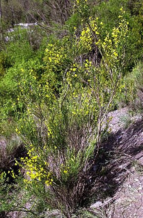 Graines Genista Cinerea, Genêt Cendré