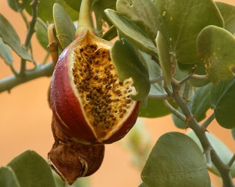 10 Caper, Capparis Spinosa, Common Caper Seeds