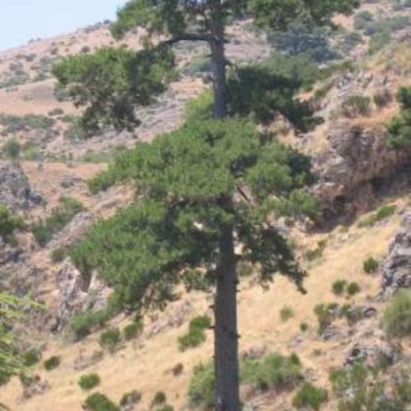 7 Seeds of Austrian pine, Pinus nigra austriaca