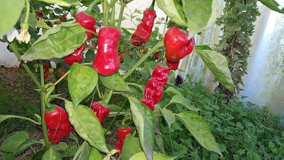 40 Pepper Seeds, Peter Red Chili, Penis Pepper, Peter Pepper, Capsicum  Annuum - Etsy Israel