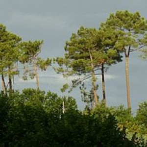 10 Maritime pine seeds, Landes pine, Bordeaux pine, Corte pine, Pinus pinaster