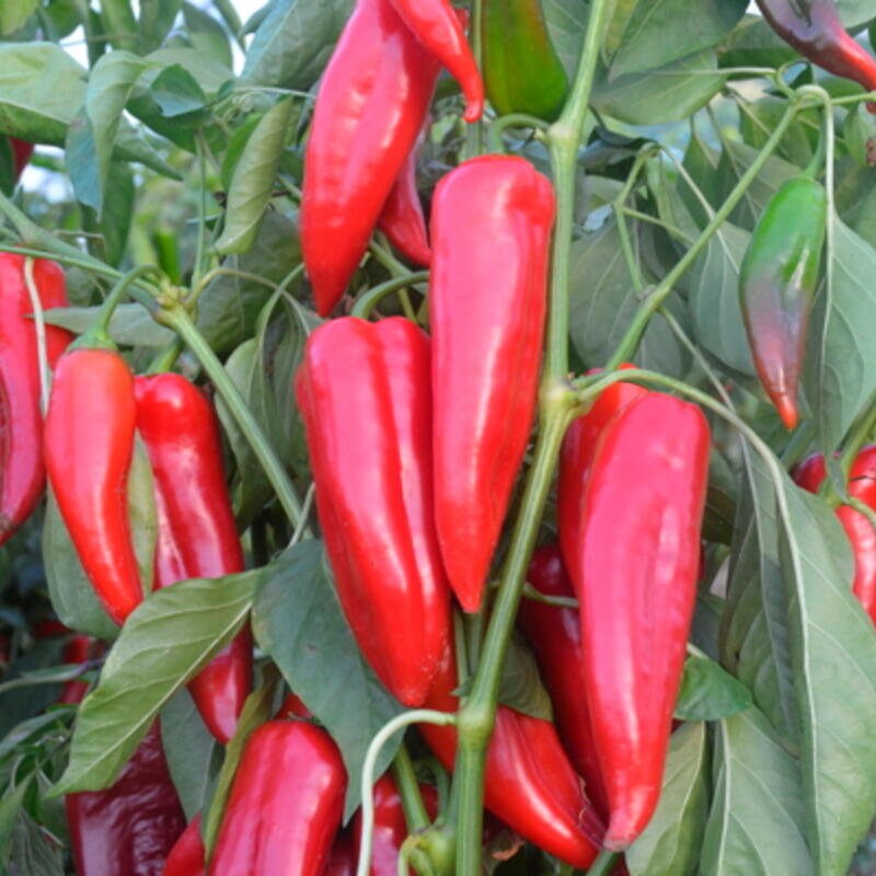 20 Graines de Piment Doux, Kurtovszka Kapia, Capsicum Annuum Hongrie