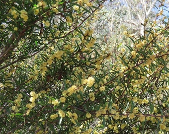 Acacia siculiformis seeds, Dagger mimosa