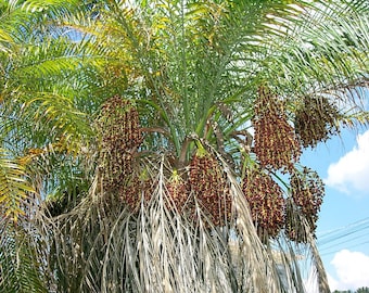 Peut inclure: Un palmier avec une grosse grappe de dattes rouges mûres pendues aux branches.