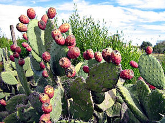 5 Graines de Figuier Barbarie, Opuntia Ficus-Indica