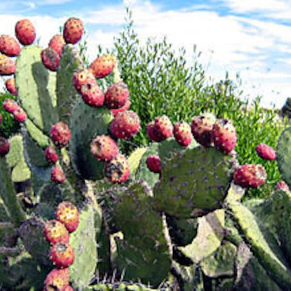 10 Kaktusfeigensamen, Opuntia ficus-indica