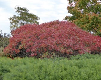 Peut inclure: Un grand buisson aux feuilles rouges en automne. Le buisson est entouré d'herbe verte.