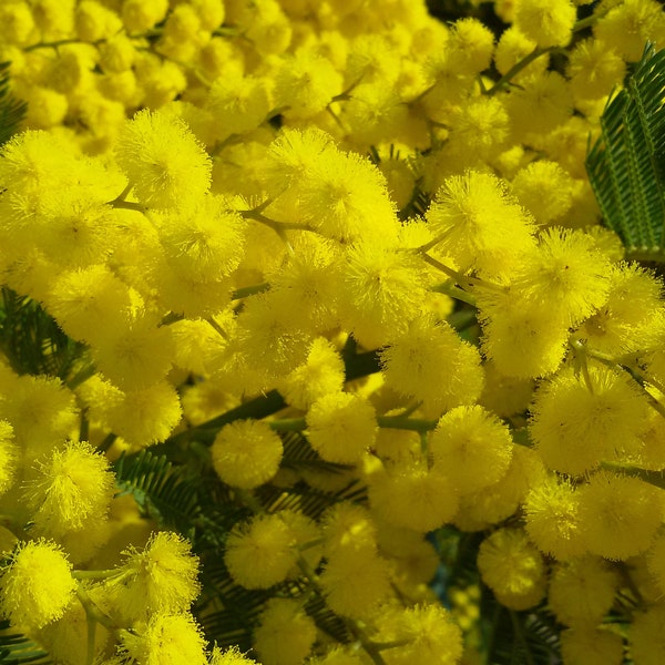 Graines Acacia dealbata, Mimosa d'hiver