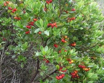 Seeds of Arbutus unedo, Strawberry tree, Strawberry tree, Strawberry tree