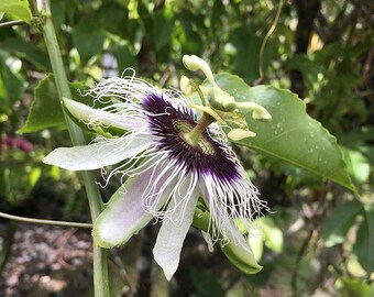 Seeds of Passiflora edulis, Grenadilla, Passion Fruit, Purple Fruit