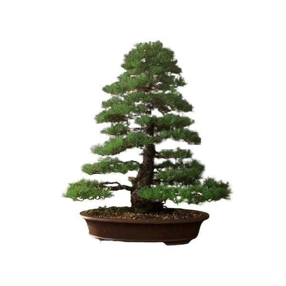 kleines regal bambus Bambus Badregal Natur — SVITA main image 1