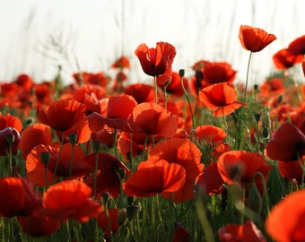 Wild Poppy Seeds Red Poppy Flower Field Poppy Papaver Rhoeas Papaveraceae Poppy-Rooster Poinceau Ponceau