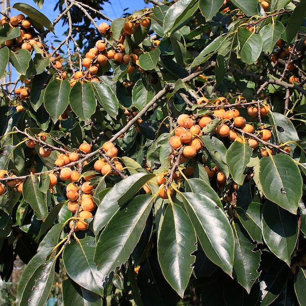 Persimmon Seeds, Diospyros lotus