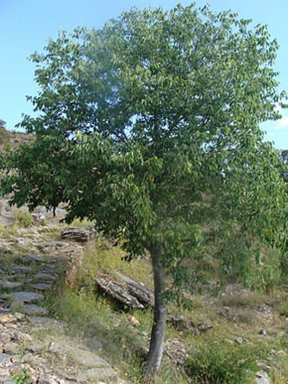 5 Graines de Micocoulier Provence, Du Midi, Celtis Australis