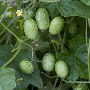 100 Organic Cucamelon Seeds Melothria Scabra Mexican Minimelon Mousemelon  Seeds Cucamelon Samen Graines Semi Semillas -  Hong Kong